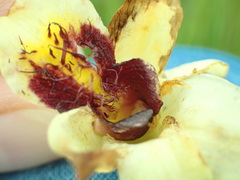 Eulophia welwitschii