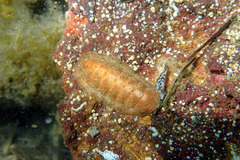 Ischnochiton cariosus