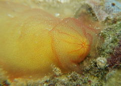 Phlebobranchia