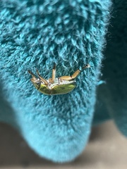 Anoplognathus aureus