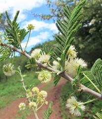 Vachellia luederitzii