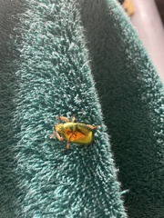 Anoplognathus aureus