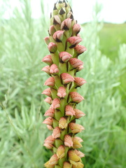 Disa versicolor