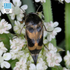 Mediimorda bipunctata