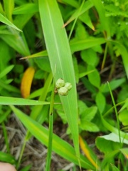Sisyrinchium septentrionale