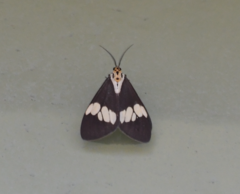 Nyctemera lacticinia