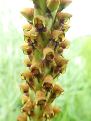 Disa versicolor