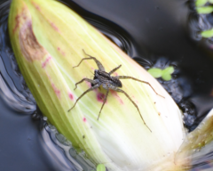 Pardosa pseudoannulata