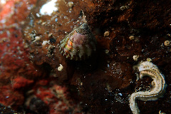 Prothalotia pulcherrima