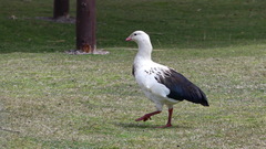 Oressochen melanopterus