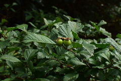 Crataegus cuneata