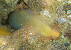Phlebobranchia