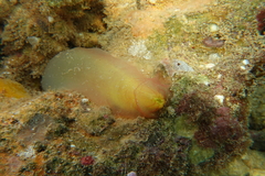 Phlebobranchia