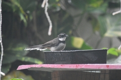 Rhipidura nigritorquis