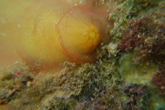 Phlebobranchia