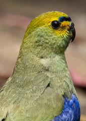 Neophema chrysostoma