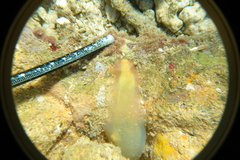 Phlebobranchia
