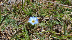 Gentiana sedifolia