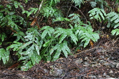 Blechnum colensoi