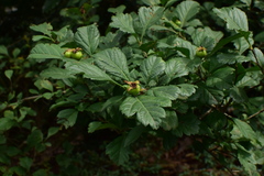 Crataegus cuneata