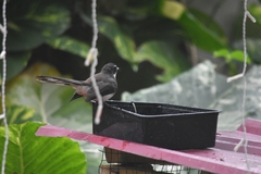 Rhipidura nigritorquis