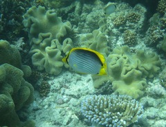 Chaetodon melannotus