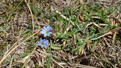 Gentiana sedifolia