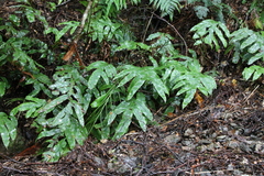 Blechnum colensoi