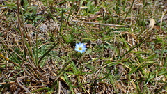 Gentiana sedifolia