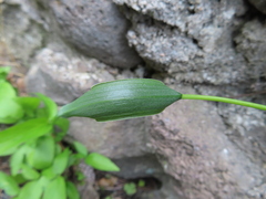 Pinellia ternata