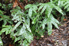 Blechnum colensoi