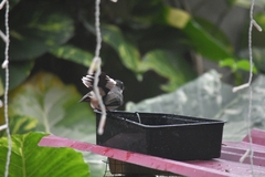 Rhipidura nigritorquis
