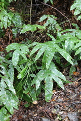 Blechnum colensoi