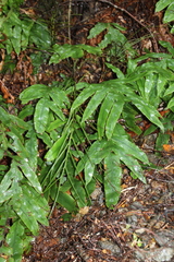 Blechnum colensoi