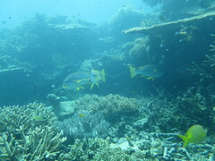 Plectorhinchus lineatus