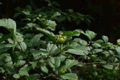 Crataegus cuneata