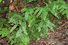 Blechnum colensoi