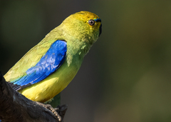 Neophema chrysostoma