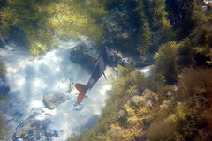 Pseudogoniistius nigripes