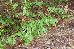 Blechnum colensoi