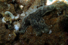 Allostichaster polyplax