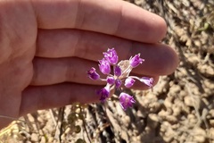 Allium acuminatum