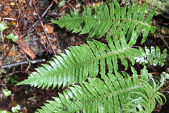 Cranfillia deltoides