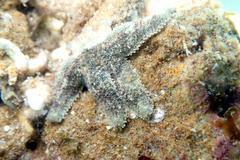 Allostichaster polyplax