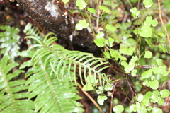 Cranfillia deltoides