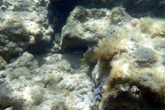 Meuschenia freycineti