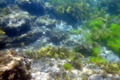 Sillaginodes punctatus