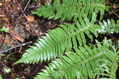 Cranfillia deltoides