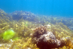 Sillaginodes punctatus