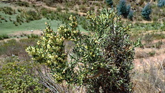 Colletia spinosissima
